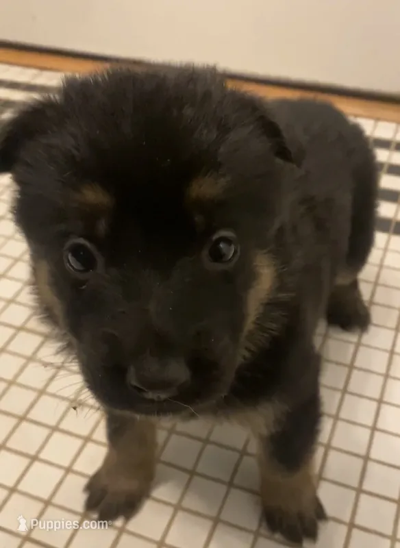German Shephard Female (Red Collar) – German Shepherd Dog puppy for sale in Covington, GA
