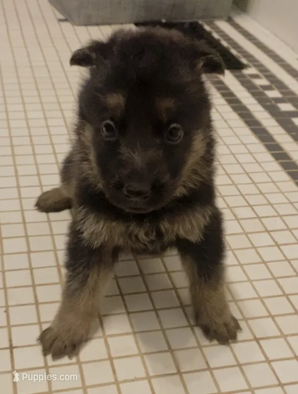 German Shepherd Male (Silver Collar) – German Shepherd Dog puppy for sale in Covington, GA
