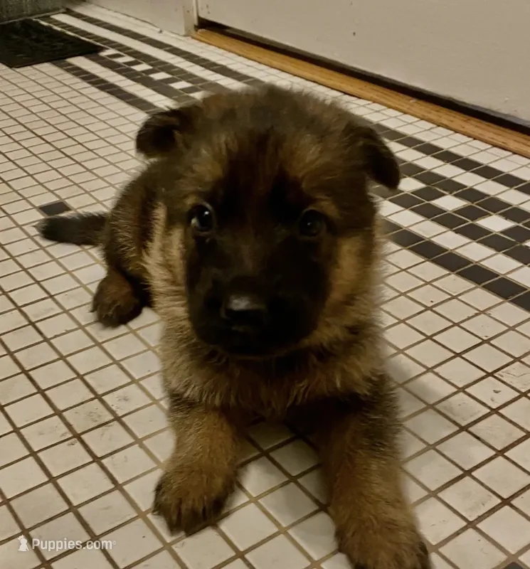 German Shepherd Male (Neon Blue Collar) – German Shepherd Dog puppy for sale in Covington, GA