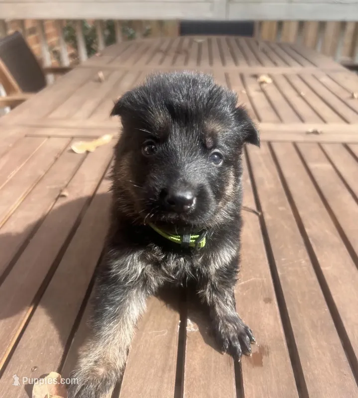 German Shepherd Male (Neon Green Collar) – German Shepherd Dog puppy for sale in Covington, GA
