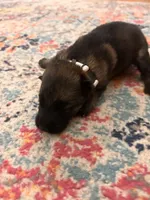 German Shepherd Female (White Collar), a female German Shepherd Dog for sale in Covington, GA – 2 of 3