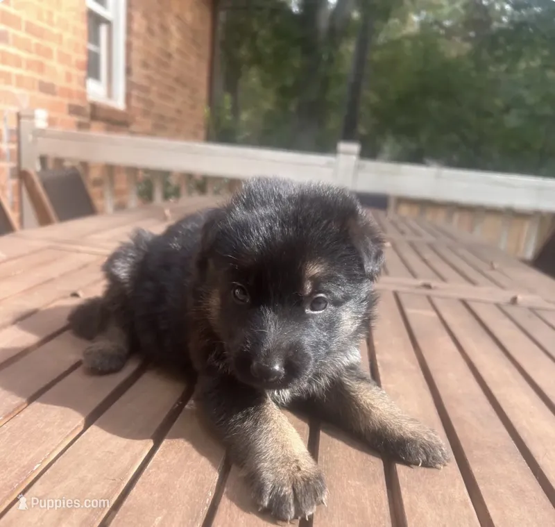 German Shepherd Male (Dark Green Collar) – German Shepherd Dog puppy for sale in Covington, GA