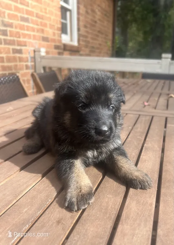 German Shepherd Female (Yellow Collar) – German Shepherd Dog puppy on hold in Covington, GA