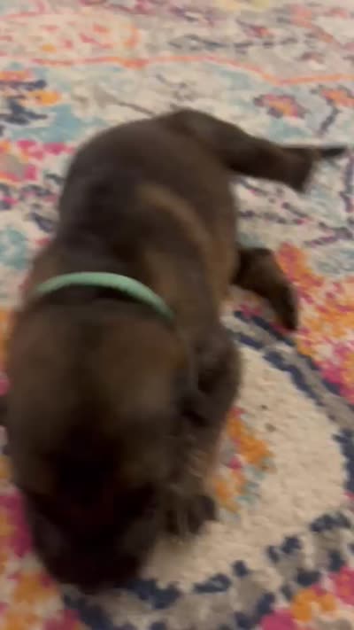 German Shepherd Male (Dark Green Collar), a male German Shepherd Dog for sale in Covington, GA – 4 of 4