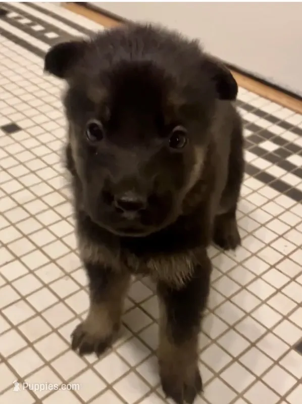 German Shepherd Male (Dark Blue Collar) – German Shepherd Dog puppy for sale in Covington, GA