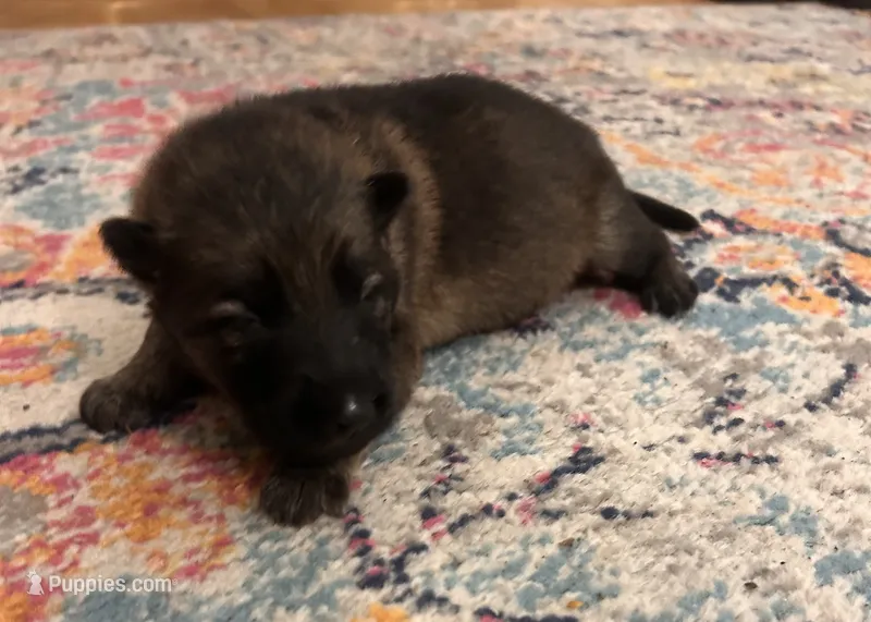 German Shepherd Female (Purple Collar) – German Shepherd Dog puppy for sale in Covington, GA