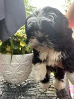 💛 Sunshine, a female Shih Tzu for sale in Clementon, NJ – 4 of 4