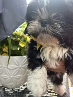 💛 Sunshine, a female Shih Tzu for sale in Clementon, NJ – 3 of 4