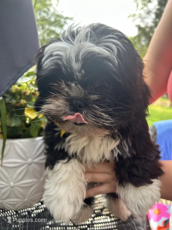 💛 Sunshine – Shih Tzu puppy for sale in Clementon, NJ