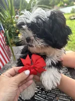 ❤️ Gracie, a female Shih Tzu for sale in Clementon, NJ – 3 of 3
