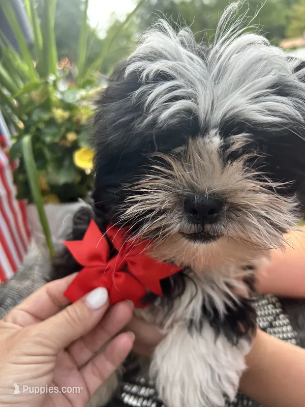 ❤️ Gracie – Shih Tzu puppy for sale in Clementon, NJ
