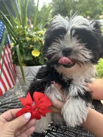 ❤️ Gracie, a female Shih Tzu for sale in Clementon, NJ – 2 of 3
