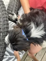 💙 Buster, a male Shih Tzu for sale in Clementon, NJ – 2 of 2