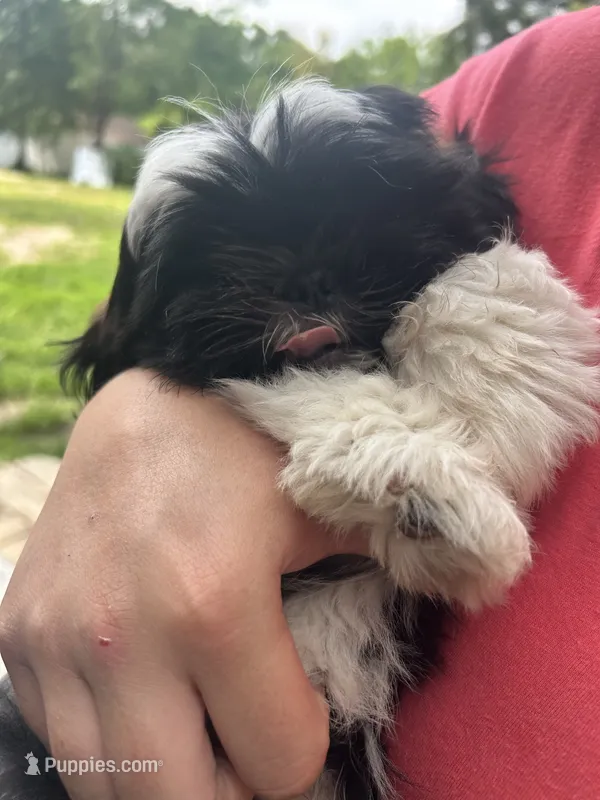 💙 Buster – Shih Tzu puppy for sale in Clementon, NJ