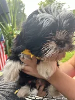 💛 Sunshine, a female Shih Tzu for sale in Clementon, NJ – 2 of 4