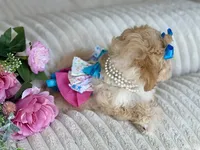 Jazzy, a female Maltipoo and Poodle - Toy  for sale in Lena, LA – 5 of 5