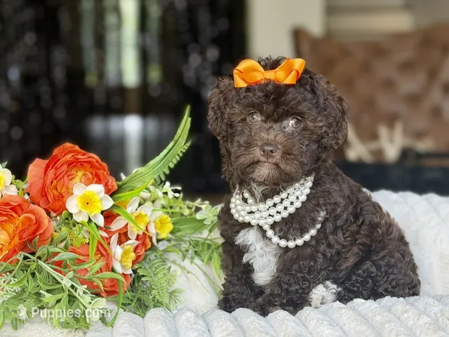 Cocoa – Poodle - Toy  puppy for sale in Lena, LA