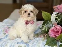 Puff, a male Maltipoo and Poodle - Toy  for sale in Lena, LA – 2 of 4