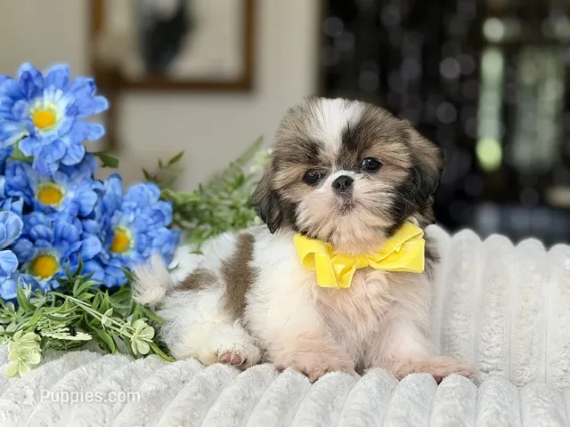 Pocket – Shih Tzu puppy for sale in Lena, LA
