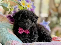 Ham, a male Poodle - Toy  for sale in Lena, LA – 3 of 6