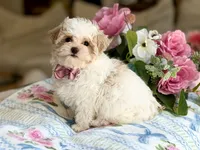 Puff, a male Maltipoo and Poodle - Toy  for sale in Lena, LA – 4 of 4