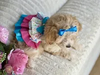 Jazzy, a female Maltipoo and Poodle - Toy  for sale in Lena, LA – 3 of 5