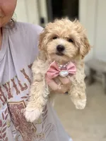London, a female Maltipoo and Poodle - Toy  for sale in Lena, LA – 4 of 5