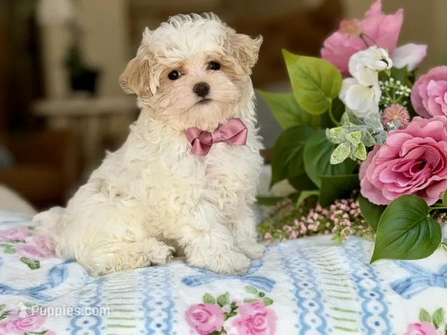 Puff – Maltipoo, Poodle - Toy  puppy for sale in Lena, LA