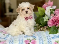 Puff, a male Maltipoo and Poodle - Toy  for sale in Lena, LA – 1 of 4