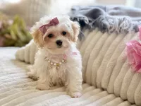 Bella Rose, a female Maltipoo and Poodle - Toy  for sale in Lena, LA – 2 of 4