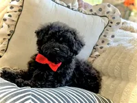 Ham, a male Poodle - Toy  for sale in Lena, LA – 2 of 6