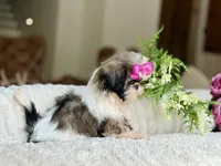 Petite Posie, a female Shih Tzu for sale in Lena, LA – 3 of 6