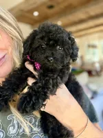 Ham, a male Poodle - Toy  for sale in Lena, LA – 6 of 6