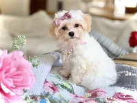 Bella Rose, a female Maltipoo and Poodle - Toy  for sale in Lena, LA – 4 of 4