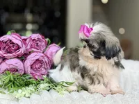 Petite Posie, a female Shih Tzu for sale in Lena, LA – 2 of 6