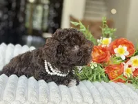 Cocoa, a female Poodle - Toy  for sale in Lena, LA – 4 of 6