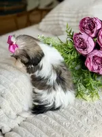 Petite Posie, a female Shih Tzu for sale in Lena, LA – 6 of 6