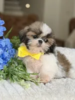 Pocket, a male Shih Tzu for sale in Lena, LA – 4 of 4