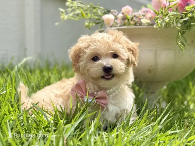 London – Maltipoo, Poodle - Toy  puppy for sale in Lena, LA