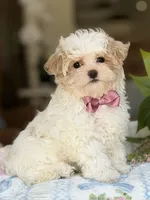 Puff, a male Maltipoo and Poodle - Toy  for sale in Lena, LA – 3 of 4