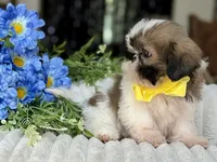 Pocket, a male Shih Tzu for sale in Lena, LA – 2 of 4