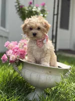 London, a female Maltipoo and Poodle - Toy  for sale in Lena, LA – 2 of 5
