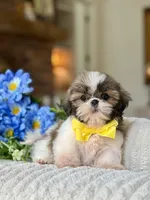 Pocket, a male Shih Tzu for sale in Lena, LA – 3 of 4