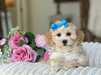 Jazzy, a female Maltipoo and Poodle - Toy  for sale in Lena, LA – 4 of 5