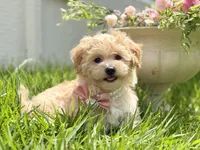 London, a female Maltipoo and Poodle - Toy  for sale in Lena, LA – 3 of 5