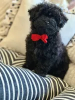 Ham, a male Poodle - Toy  for sale in Lena, LA – 4 of 6