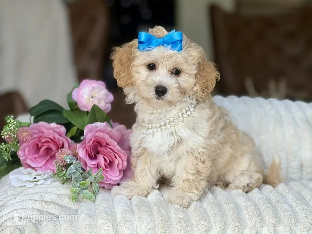 Jazzy – Maltipoo, Poodle - Toy  puppy for sale in Lena, LA