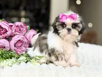 Petite Posie, a female Shih Tzu for sale in Lena, LA – 5 of 6