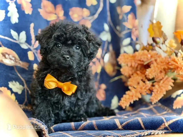 Ham – Poodle - Toy  puppy for sale in Lena, LA