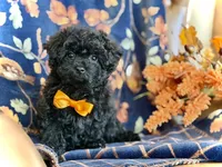 Ham, a male Poodle - Toy  for sale in Lena, LA – 1 of 6